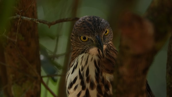 Images d’un oiseau sur une branche qui regarde vers l’appareil photo