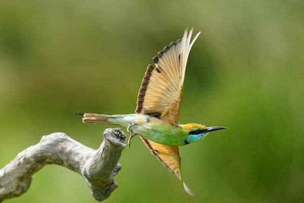 Image d’un oiseau qui s’envole d’une branche