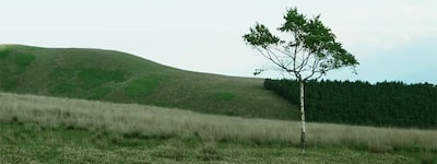 Image d’une colline recouverte d’herbe sur laquelle se trouve un arbre