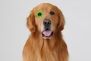 Image d’un chien avec le cadre de la fonction Eye AF pour animaux sur un œil