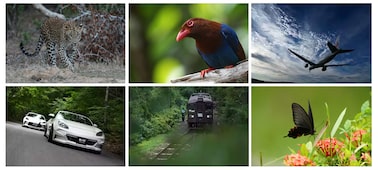 Images d’exemple d’un léopard, d’un oiseau, d’un avion, d’une voiture, d’un train et d’un papillon