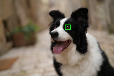 Example image showing subject type (dog) recognizable by the camera’s AI