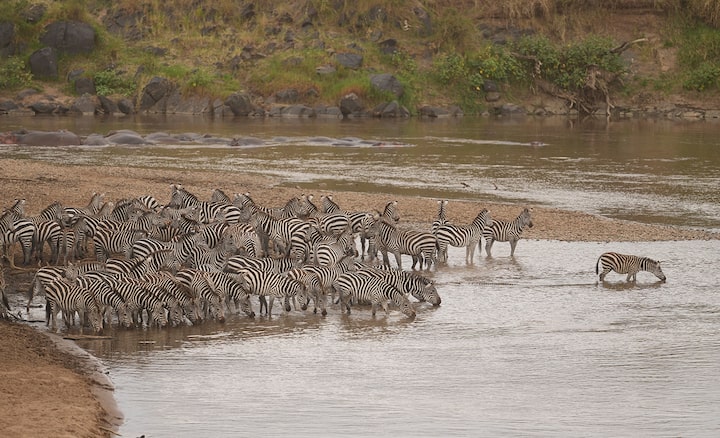 Image d’illustration d’un troupeau de zèbres au bord de l’eau