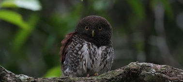 Photo d’un petit hibou perché sur une branche