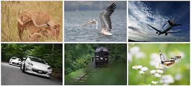 Images d’illustration d’un lion, d’un oiseau, d’un avion, d’une voiture, d’un train et d’un papillon