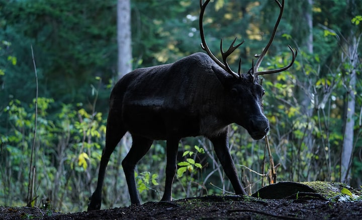 Image montrant la silhouette d’un orignal avec une forêt en arrière-plan