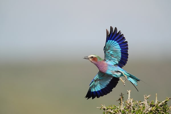 Image d’illustration d’un oiseau en vol