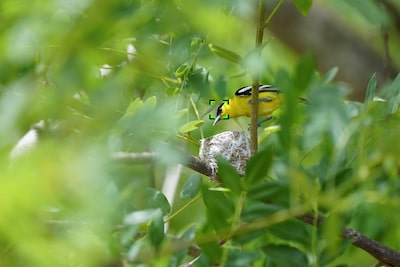 Image d’un petit oiseau jaune à travers des branches