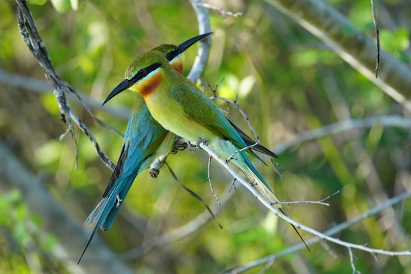 Image de deux oiseaux