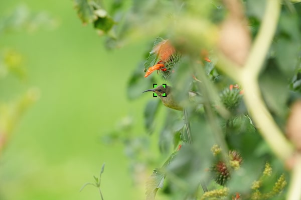 Image d’un oiseau à travers des branches