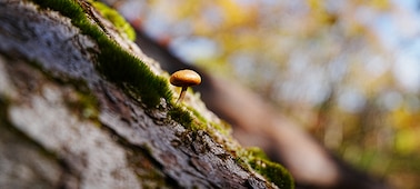 Une photo d’un petit champignon prise de près et d’une position basse. La mise au point est sur le champignon et il y a un magnifique bokeh fondant sur l’arrière-plan