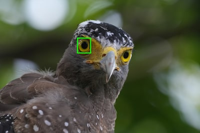 Example image showing subject type (bird) recognizable by the camera’s AI