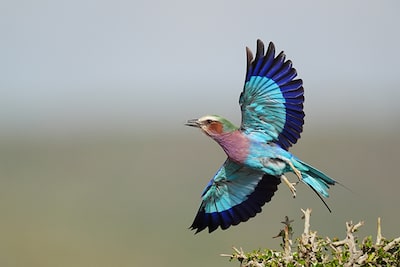 Exemple de prise de vue d’un oiseau à plumes bleues battant des ailes