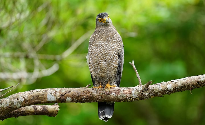 Image d’illustration d’un oiseau sur une branche d’arbre