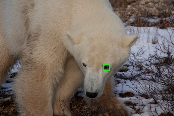 Mise au point automatique Eye AF en temps réel pour les animaux