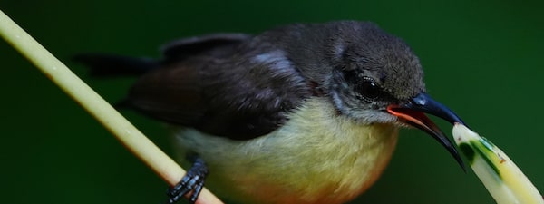 Photo d’un petit oiseau