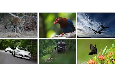 Images d’exemple d’un léopard, d’un oiseau, d’un avion, d’une voiture, d’un train et d’un papillon