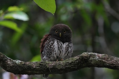 Photo d’un petit hibou perché sur une branche