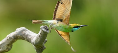 Image d’un oiseau qui s’envole d’une branche