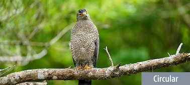 Image d’illustration d’un oiseau sur une branche d’arbre