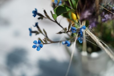 Image d’exemple montrant un gros plan d’une fleur avec effet bokeh marqué en arrière-plan