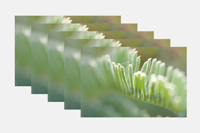 Plusieurs photos de plantes prises avec la fourchette de mise au point auto