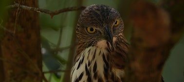 Images d’un oiseau sur une branche qui regarde vers l’appareil photo