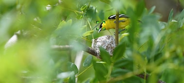 Image d’un petit oiseau jaune à travers des branches