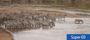 Image d’illustration d’un troupeau de zèbres au bord de l’eau